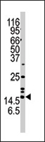 PAB4478 - Alpha-Synuclein / SNCA