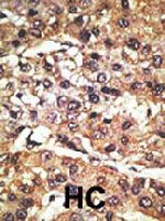PAB4492 - GPR37 / PAEL Receptor