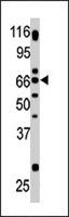 PAB4493 - GPR37 / PAEL Receptor
