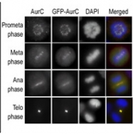 PAB4510 - Aurora kinase C