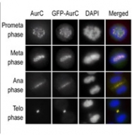 PAB4511 - Aurora kinase C
