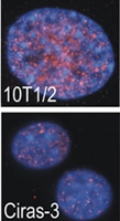PAB4524 - MSK2