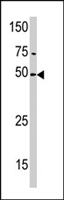 PAB4535 - PXK