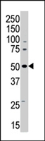 PAB4581 - AMPK gamma-3 chain / AMPKG3
