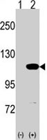 PAB4800 - Major Vault Protein