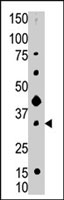 PAB4830 - CD82