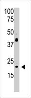 PAB4838 - PDAP1