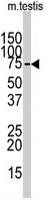 PAB4863 - SOX30