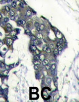 PAB4878 - VEGF-A