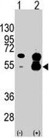PAB4878 - VEGF-A