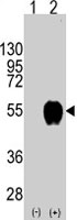 PAB4880 - CD14