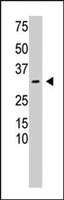 PAB4905 - Calcipressin-3