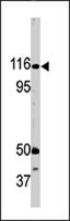 PAB4915 - RBL1