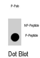 PAB4931 - CD150 / SLAMF1