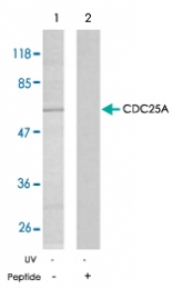 PAB5284 - CDC25A