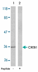 PAB5306 - CREB1
