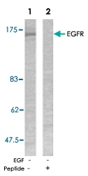 PAB5331 - EGFR / ERBB1
