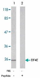 PAB5342 - EIF4E