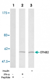 PAB5347 - Ephrin-B2