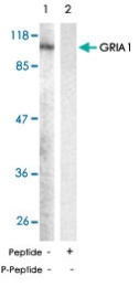 PAB5371 - Glutamate receptor 1 / GLUR1