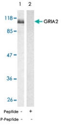 PAB5372 - Glutamate receptor 2 / GLUR2