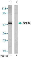 PAB5378 - GSK3 alpha