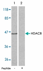 PAB5387 - HDAC8