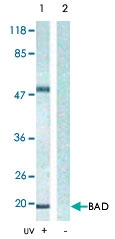PAB5394 - Histone H2A.x