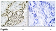 PAB5394 - Histone H2A.x