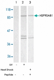 PAB5397 - HSP90AB1 / HSP90 beta