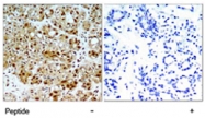 PAB5397 - HSP90AB1 / HSP90 beta