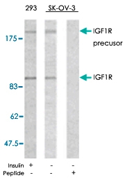PAB5399 - CD221 / IGF1R