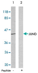 PAB5423 - Jun-D