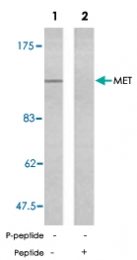 PAB5448 - HGF receptor