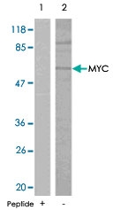 PAB5465 - c-Myc