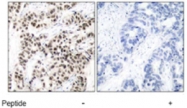 PAB5465 - c-Myc