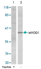 PAB5470 - MYOD1