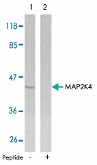 PAB5570 - MAP2K4