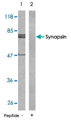 PAB5602 - Synapsin-1