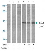 PAB5681 - GJA1 / Cx43