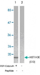 PAB5722 - Histone H3.1