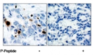 PAB5722 - Histone H3.1