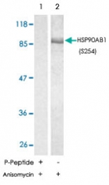 PAB5725 - HSP90AB1 / HSP90 beta