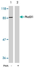PAB5914 - PKD2L1