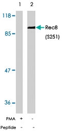 PAB5946 - REC8