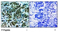 PAB5946 - REC8