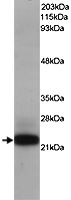 PAB6023 - MAX