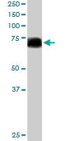 PAB6037 - PTPN11 / PTP2C