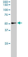 PAB6068 - NFIL3