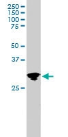 PAB6094 - GRB2 / ASH